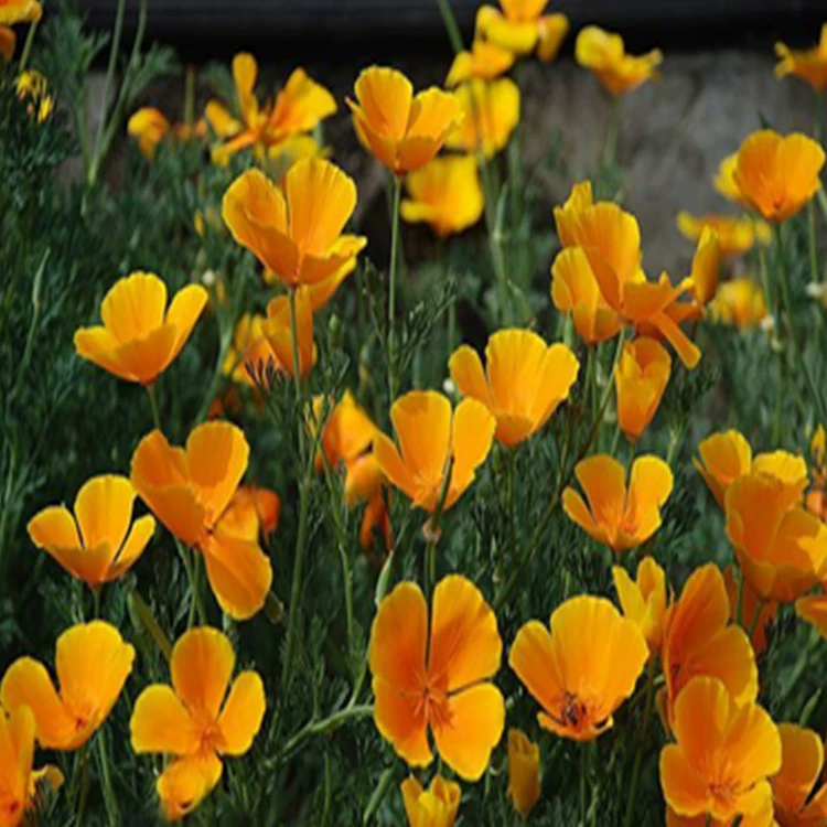 Высокая Всхожесть семян ворса и полных сортов Наложенный расчет