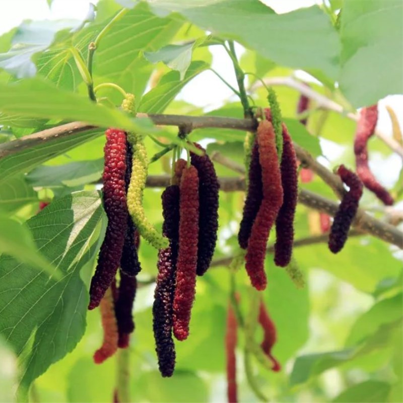 Long fruited mulberry seedlings Nutrition Value Taste everbearing Mulberry Manufactor wholesale