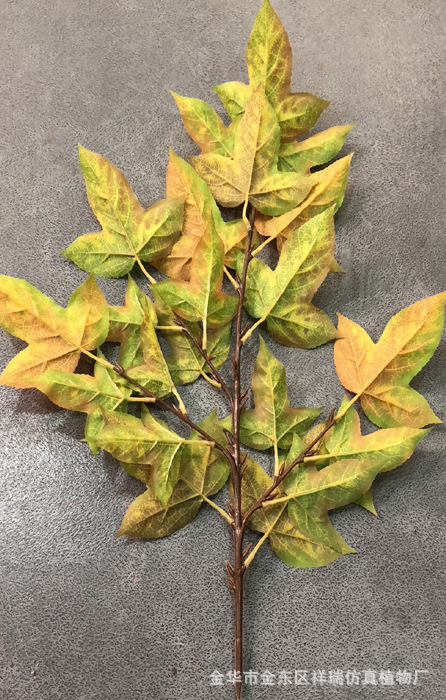XRB-158三角枫四叉枝秋2