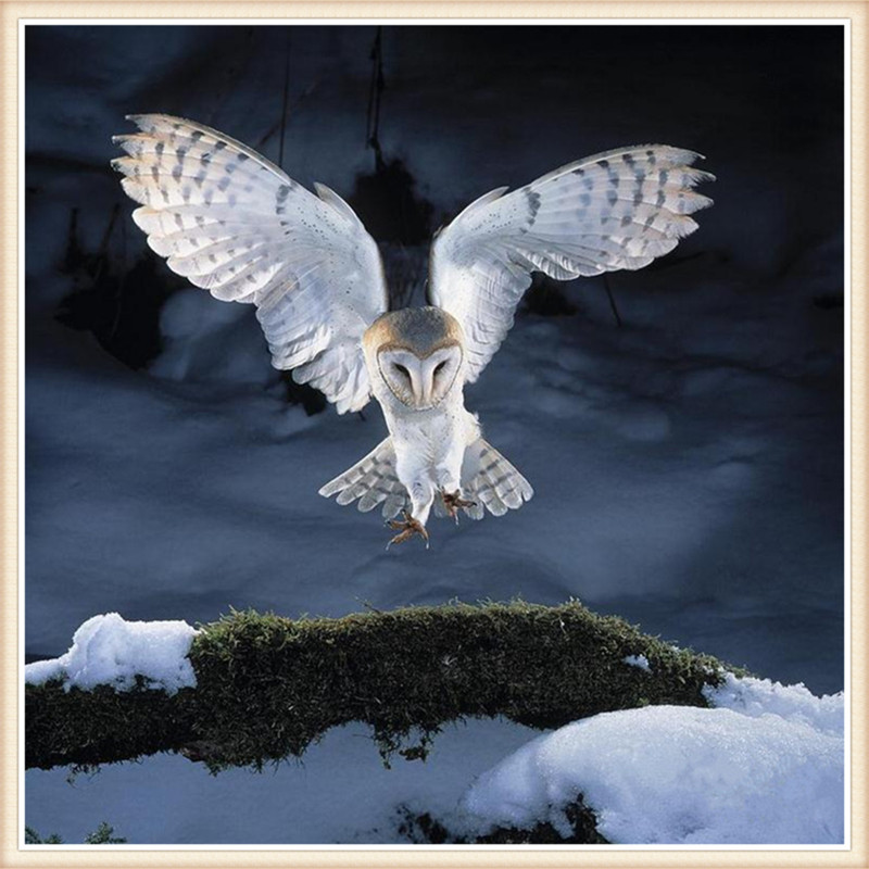 DW2176   猫头鹰和雪地 20X20.jpg