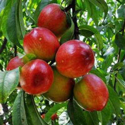 新品热销油桃湖北随州油桃5斤包邮贴心服务 现摘油桃 油桃批发