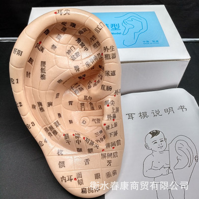 大號耳模耳部按摩反射區穴位模型軟質17厘米右耳朵經絡通耳廓教具