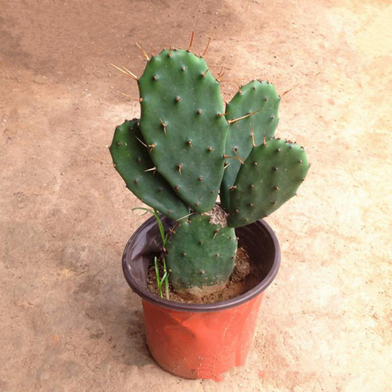 Base Direct selling Cactus Botany Rattus palm Succulent plants Milpa Cactus Potted plant Green plant