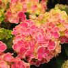 Eight Immortal Flower Exlica Endless Summer Four Seasons of indoor and outdoor courtyards Potted flowers and plants cold balcony eight immortal flowers