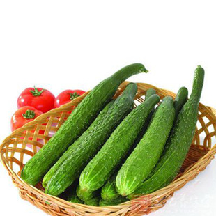 水黄瓜图片- 海量高清水黄瓜图片大全- 阿里巴巴