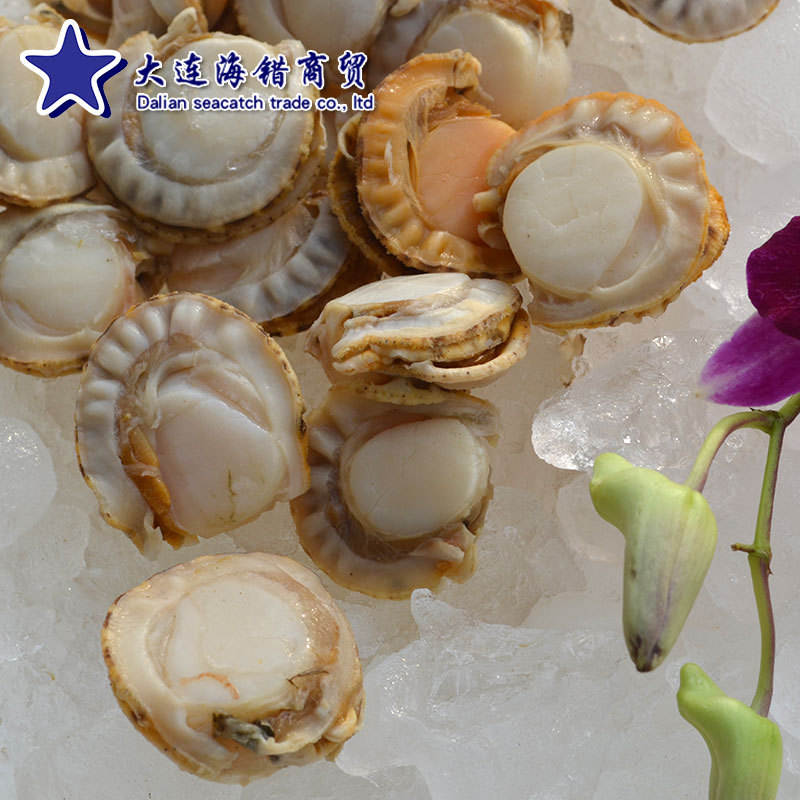 大连冷冻帆立贝单冻扇贝肉 全贝肉|ru