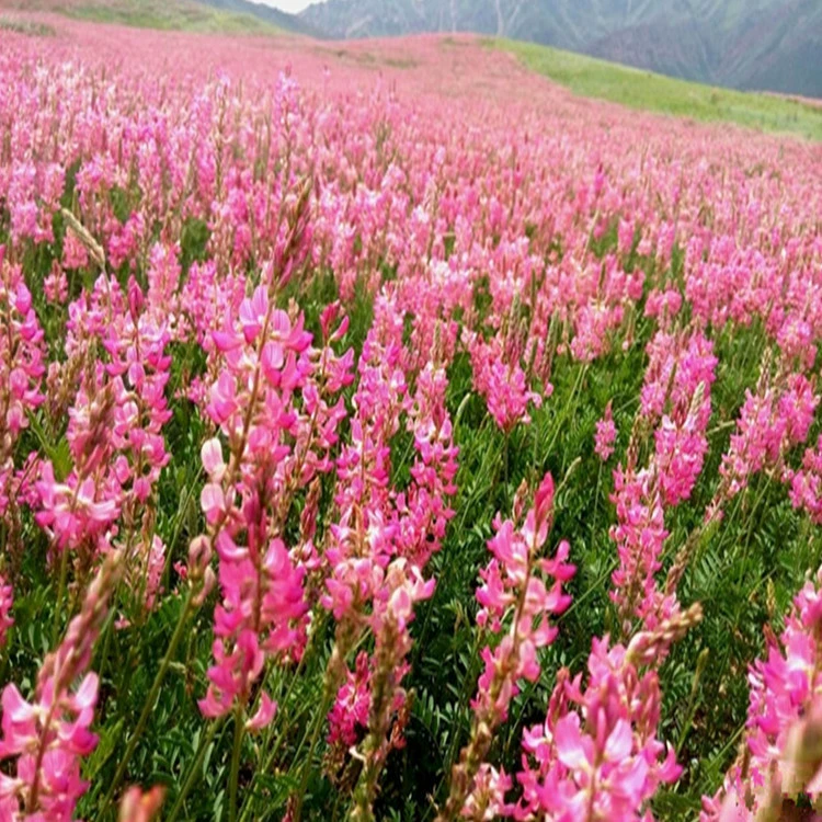 Завод прямой изысканный Красной фасоли семян травы СВИНЬЯ Корова Кролик разнообразие полное большое количество скидка может быть оплачена при доставке