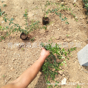 �����u����ӭ������ɽ�|���ݵ̓r�����l�G����