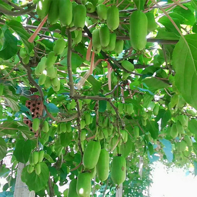 泰安果树苗基地直销一批规格齐全的软枣猕猴桃树苗 提供种植技术|ms