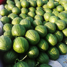 中科茂华水果蔬菜种子中科金品红玉礼品西瓜种子花皮红肉小果