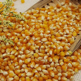 东北农家特产小玉米爆玉米 爆米花专用玉米粒500g部分地区5斤包邮