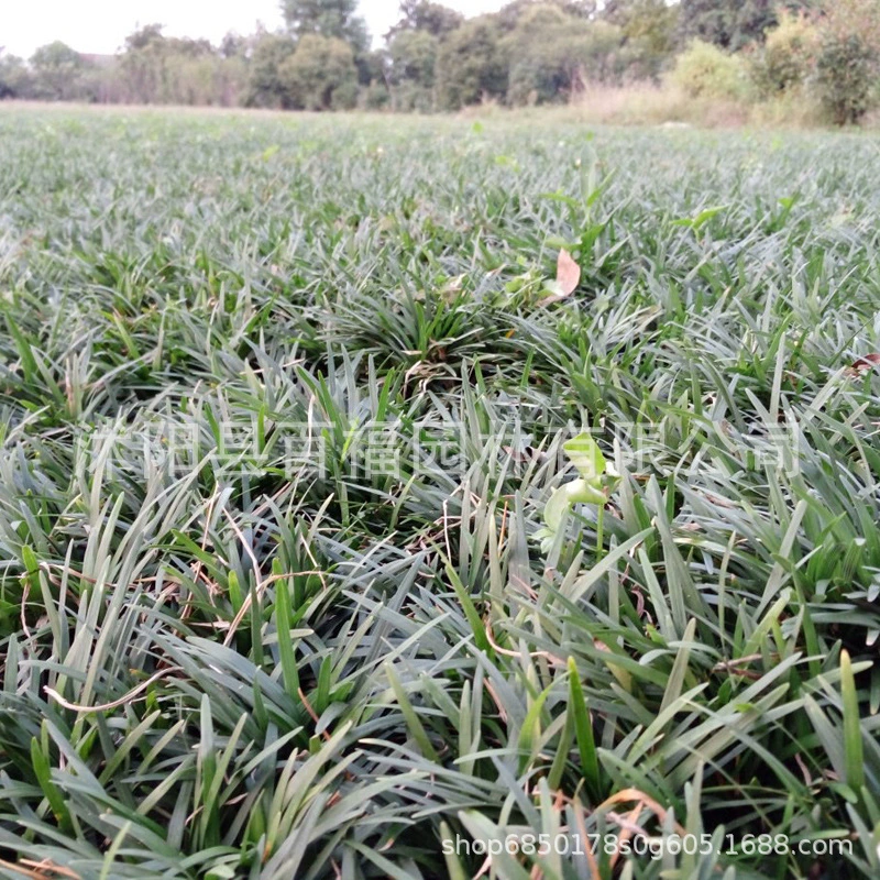 Японский карликовый питомник Ophiopogon japonicus yulongcao продает зеленые почвопокровные растения за четыре сезона