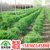 base supply Lobular privet Lobular Privet Lobular Privet Seedlings Lobular privet ball