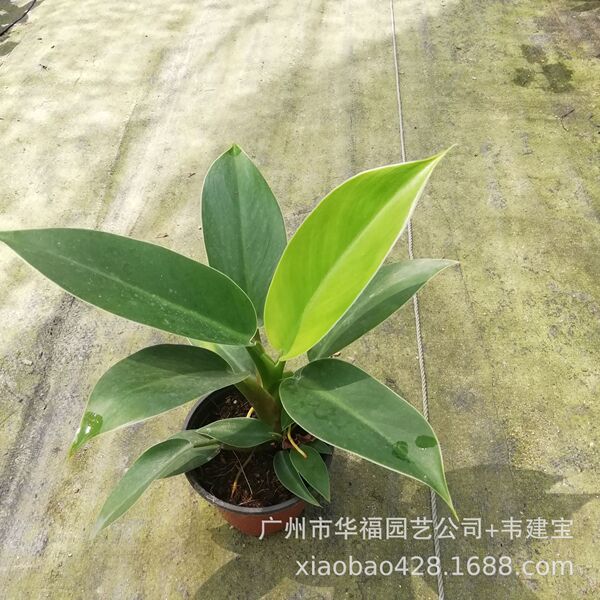 Base Wholesale Office 90# Green Princess Gold Diamond Philodendron…