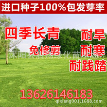 草坪种子美国四季青草坪狗牙根草籽球场庭院护坡种子不修剪耐践踏