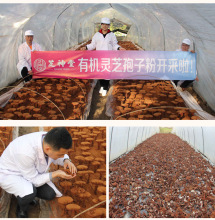 大别山破壁灵芝孢子粉 有机灵芝孢子粉 自有工厂基地