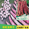 Sweet bean seed bean horn seeds bean horny bean seeds Rainbow bean seeds four seasons of bean seeds seeds vegetable batch