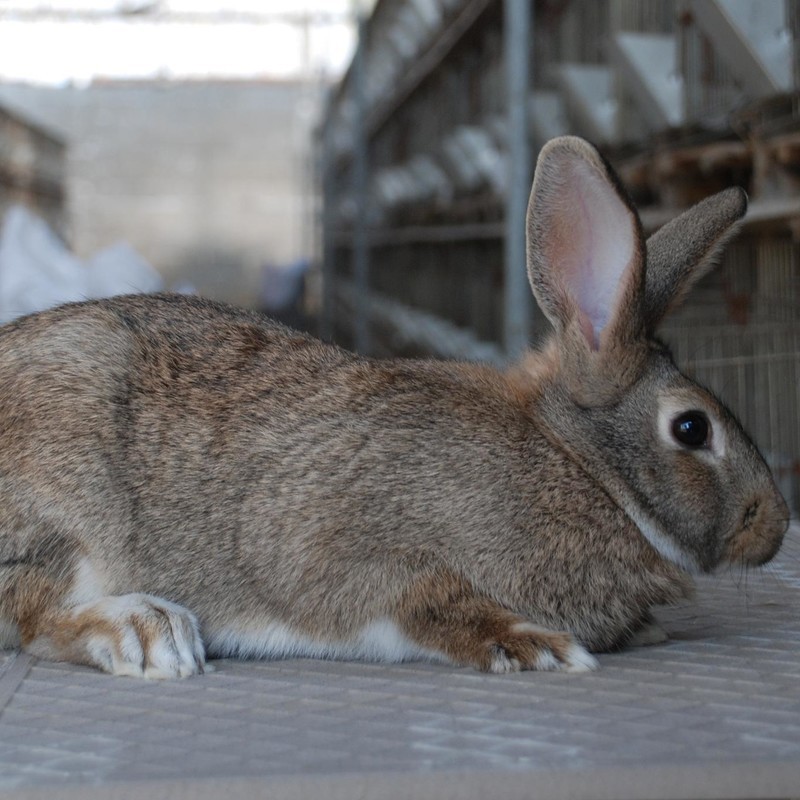 杂交野兔种兔价格 野兔苗多少钱一只 杂交野兔好不好养 包邮包活