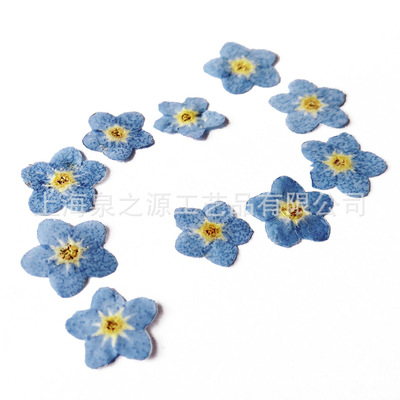 勿忘草天然幹花押花壓花diy滴膠手機殼書簽植物教學標本真花批發