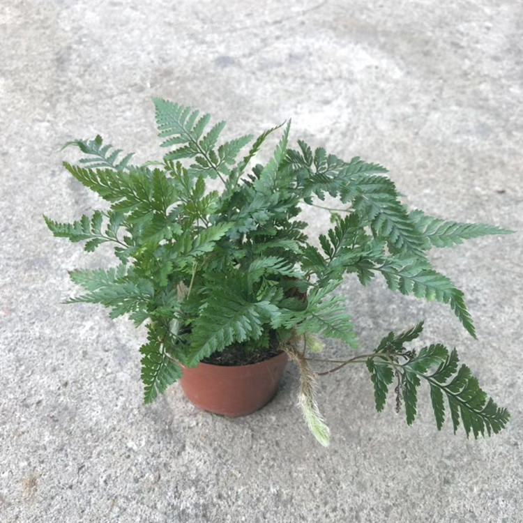 基地直销 批发90 小号狼尾蕨室内耐阴小盆栽微景观背景植物 阿里巴巴