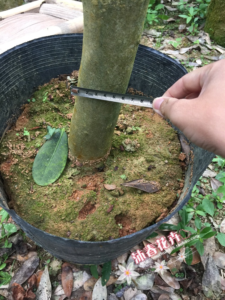 砧木是什么树,月季,万能_大山谷图库