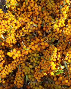 ���d���Xɳ�������rɳ����Ұ��ɳ���r��ե��֭�����ذ��]