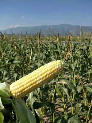 产地货源云南新鲜玉米【水果玉米5斤包邮】可生吃甜玉米大量批发|ru