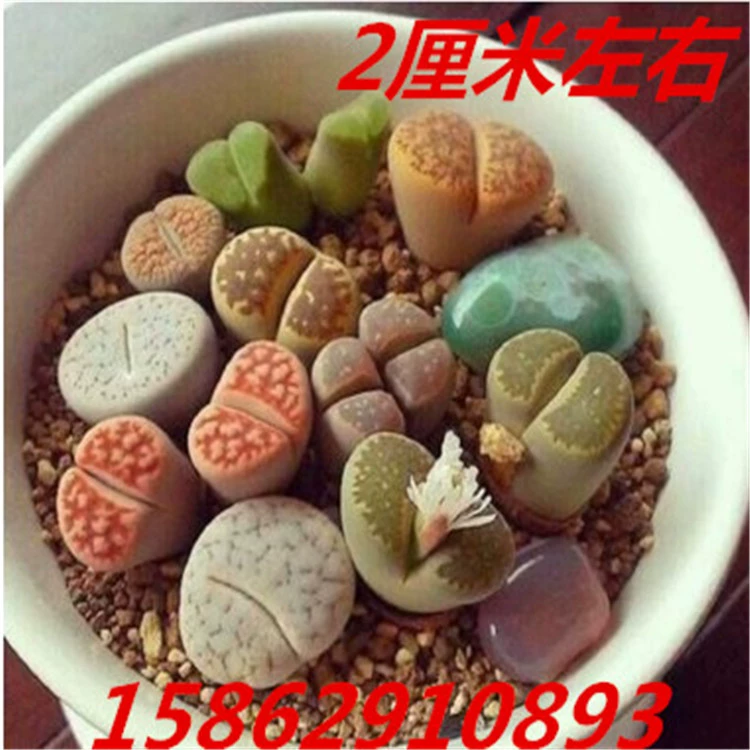 Сочные растения в горшке смешанный каменный цветок Комбинация приклада Забавный цветок мясной конус каменный цветок семена рассады