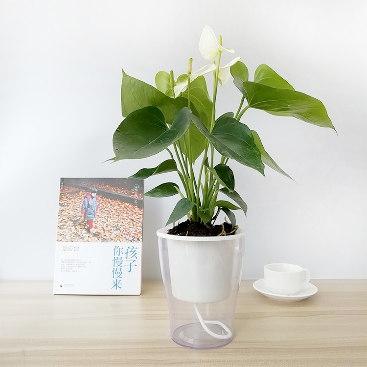 白色骄阳红掌大号办公室内桌面绿植自吸水懒人水培植物盆栽带盆批
