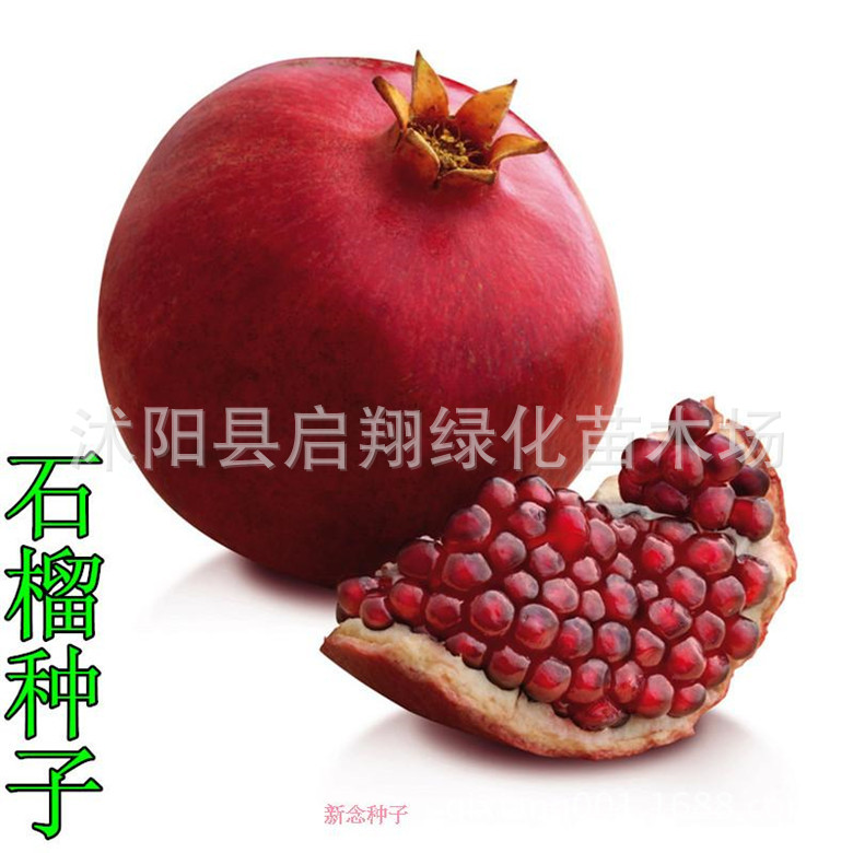 散装出售石榴种子 石榴树种子 果树种子 红皮石榴种子 黄皮石榴种