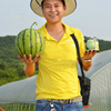 Zhongke Maohua Vegetable Seeds Company Wholesale Early Jia Candy 8424 Watermelon Seed Courtyard 100 Metrales