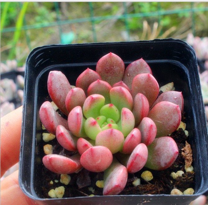 紅寶石 多肉植物批發多肉花卉組合盆栽肉肉植物基地自産自銷