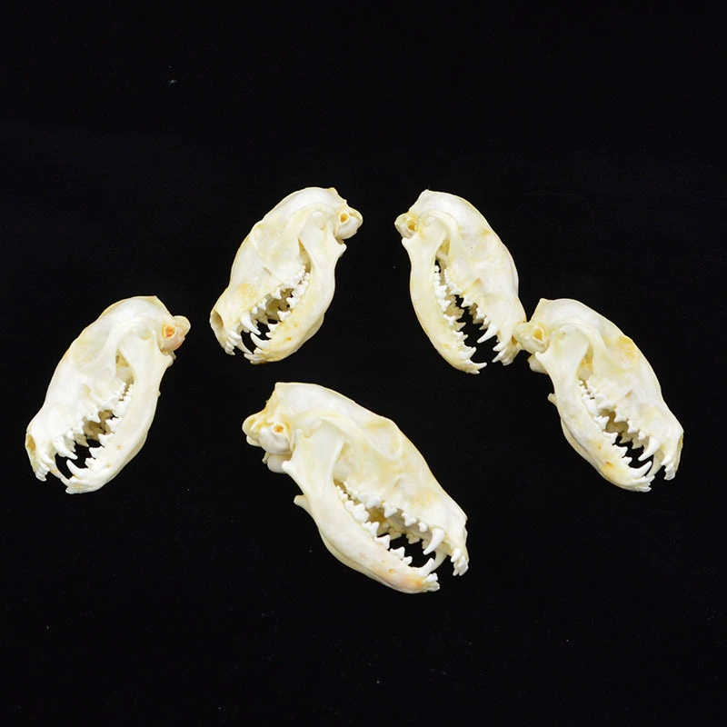 Sample, skeleton, skull model, fox, raccoon
