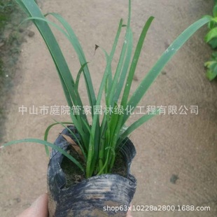 ����ֱ�N �L�껨 �t���[�m �[�m �²��m ���N�ر� �G����r �S�^
