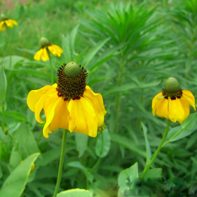 66019f9enaedbece34b37&690