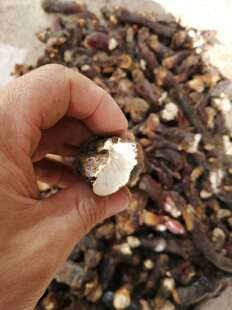 �`֥֮��  ���ذ����`֥�Uȥ���_