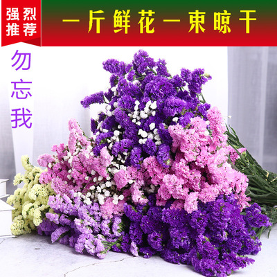 勿忘我干花花束永生花家居摆设礼盒友情送礼满天星云南干花批发