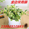 The vertical plant flowers and leaves, the golden leaf green vine, Ivy Ivy, Ivy Leisure, the four seasons of long green plants