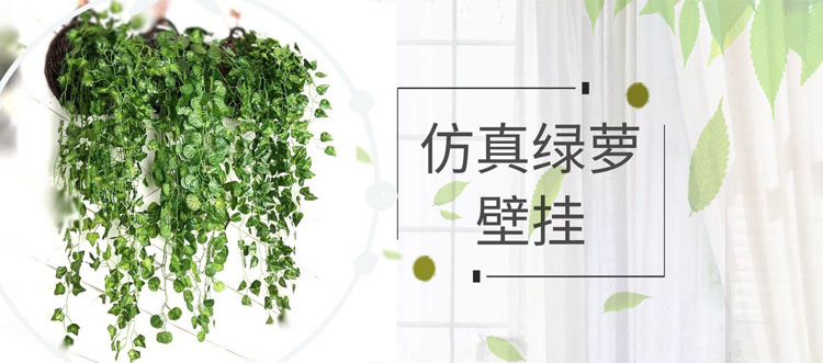 绿萝壁挂详情_01