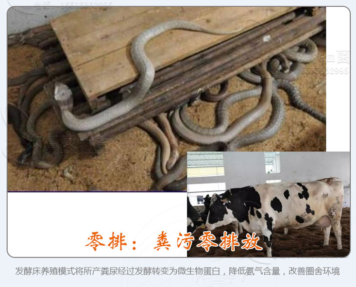 鸡用发酵床菌种