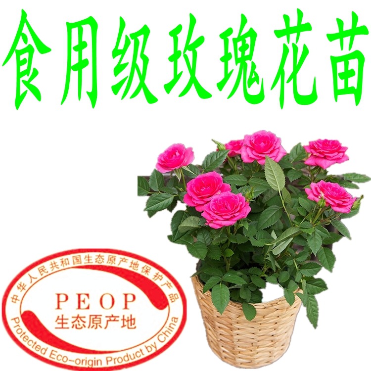 原产地基地玫瑰花卉四季开花可食用苗绿色植物品种自产自销