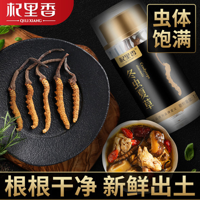 [Qi Li Xiang]Nagqu Cordyceps Cordyceps Cordyceps Yushu 1g5 root