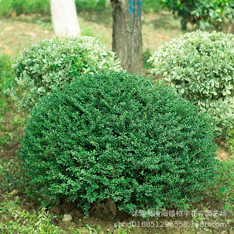 庭院植物龟甲冬青树苗豆瓣冬青米叶冬青苗常青绿篱专用苗木造型苗 阿里巴巴