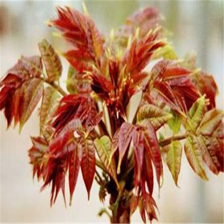 Поставка саженцев красной мультяшки и саженцев красного масла мультяшки