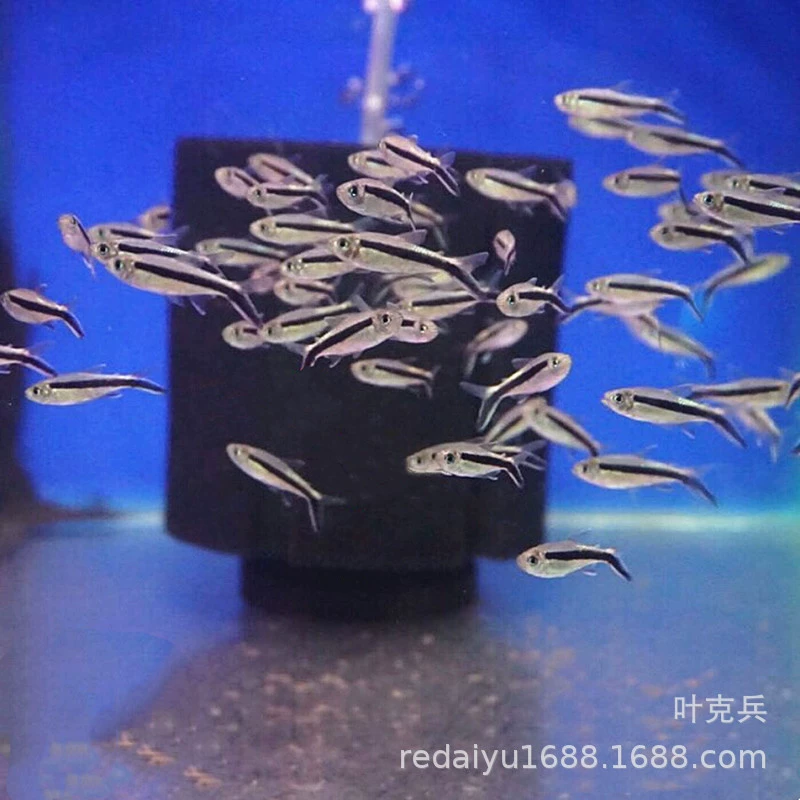 Тропические декоративные рыбы оптом Пингвин лампа трость лампа рыба плавание рыба и Трава Аквариум смешанный жилой пакет