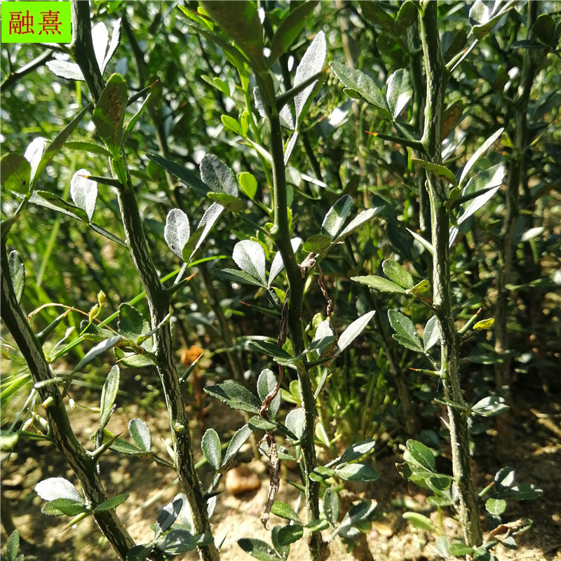 枸橘李的别名,枸橘,沙苑子的别名_大山谷图库