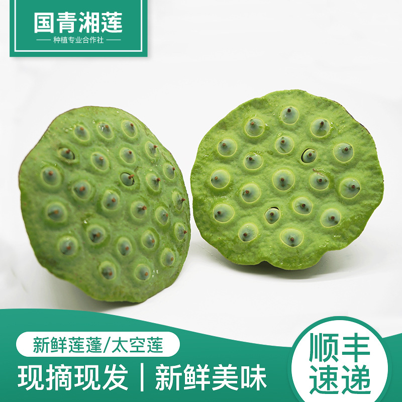 Space lotus Base Hunan Changsha fresh Lian wholesale Lotus seed Lotus Day Pick Deliver goods