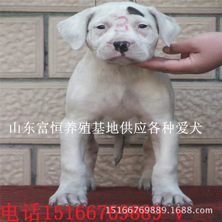 杜高纯种活体阿根杜高养殖基地杜高犬幼犬优惠