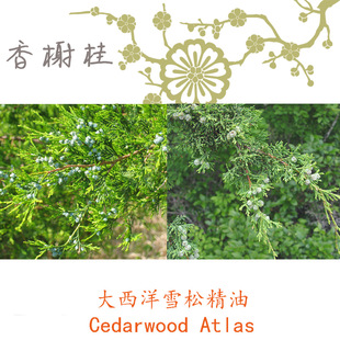 �����M�� ������ѩ�ɾ��� Cedarwood Atlas �η�����10ML��ӆ