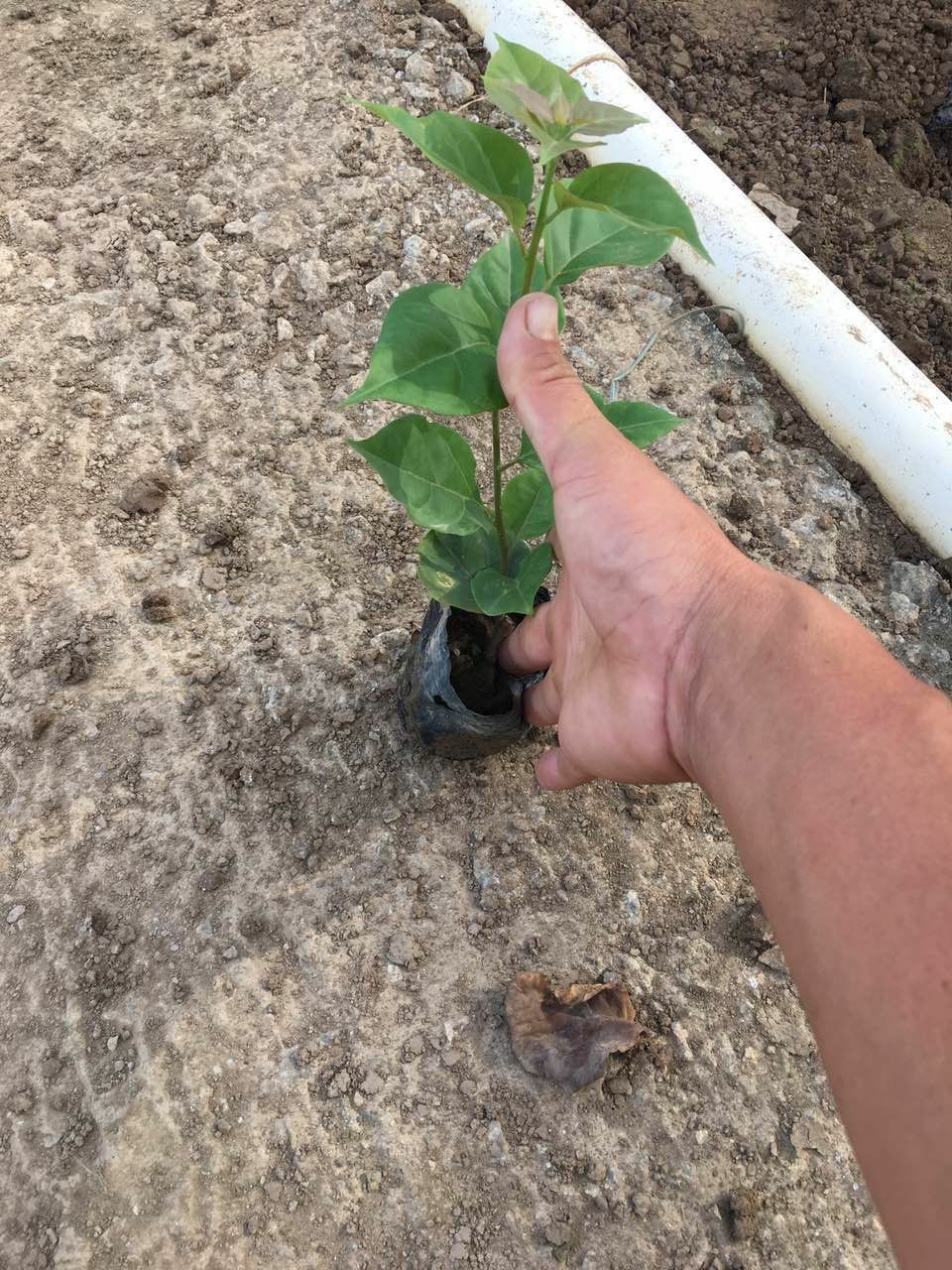 红花勒杜鹃 小袋苗 紫花三角梅 中山苗木基地直销